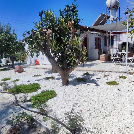 The Oliveorange Grove House! *